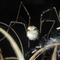 Mitopus
