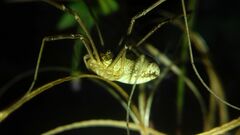 Mitopus