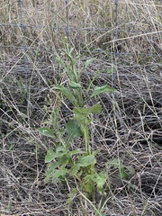 Verbesina microptera