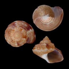 Calliostoma