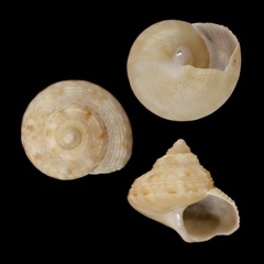 Calliostoma