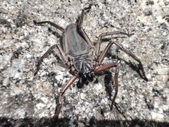 Trachycosmidae