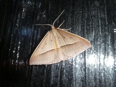 Epidesmia chilonaria