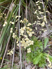 Stylidium spathulatum