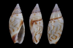 Olivella fulgurata
