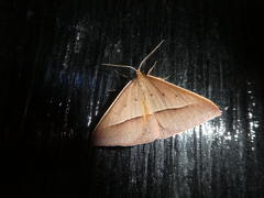 Epidesmia chilonaria