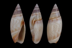 Olivella fulgurata