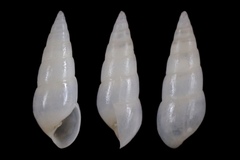 Megastomia