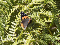 Vanessa vulcania