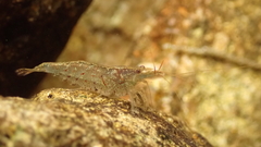 Caridina cantonensis