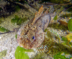 Maxillicosta scabriceps