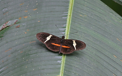 Heliconius