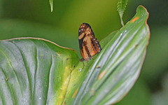 Castilia eranites