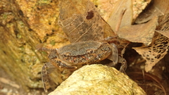 Cryptopotamon anacoluthon