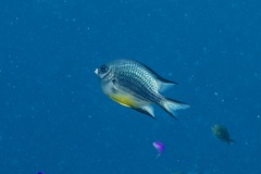 Amblyglyphidodon leucogaster