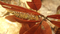 Caridina