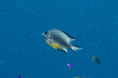 Amblyglyphidodon leucogaster