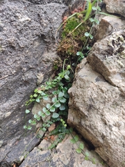 Asplenium flabellifolium