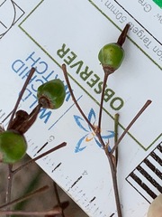 Dianella longifolia longifolia