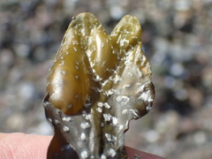 Fucus vesiculosus