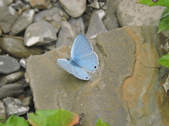 Catochrysops panormus