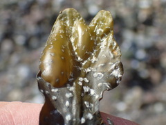 Fucus vesiculosus