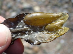 Fucus vesiculosus