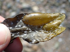 Fucus vesiculosus