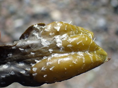 Fucus vesiculosus