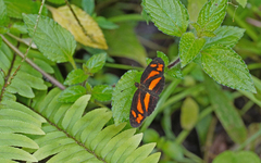 Castilia eranites