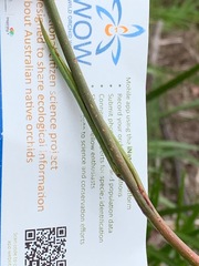Dianella longifolia longifolia