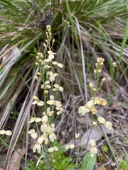 Stylidium spathulatum