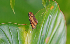 Castilia eranites