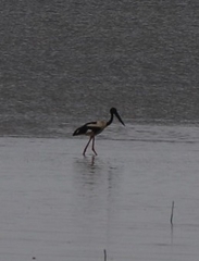 Ephippiorhynchus asiaticus