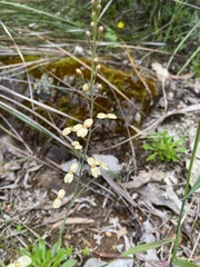 Stylidium spathulatum