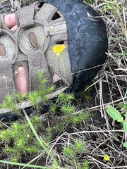 Thymophylla tenuiloba