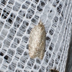 Isotenes miserana