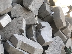 Trachylepis spilogaster