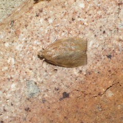 Epiphyas postvittana