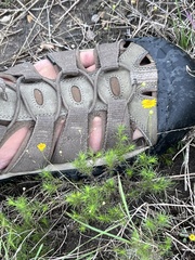 Thymophylla tenuiloba