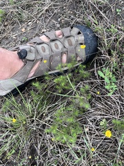 Thymophylla tenuiloba