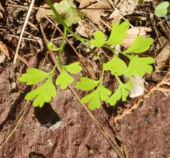 Fumaria capreolata
