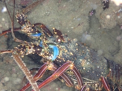 Panulirus penicillatus