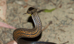 Cacophis squamulosus