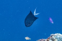 Acanthochromis polyacanthus