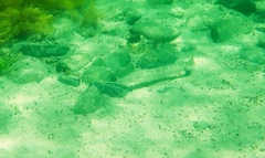 Sillaginodes punctatus