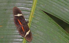 Heliconius