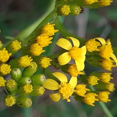 Senecio linearifolius