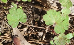 Geranium rotundifolium
