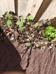 Geranium rotundifolium